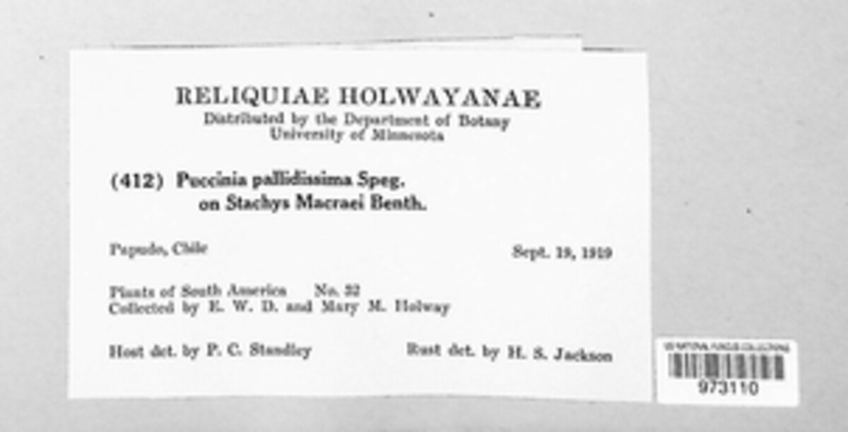 Polioma pallidissima image